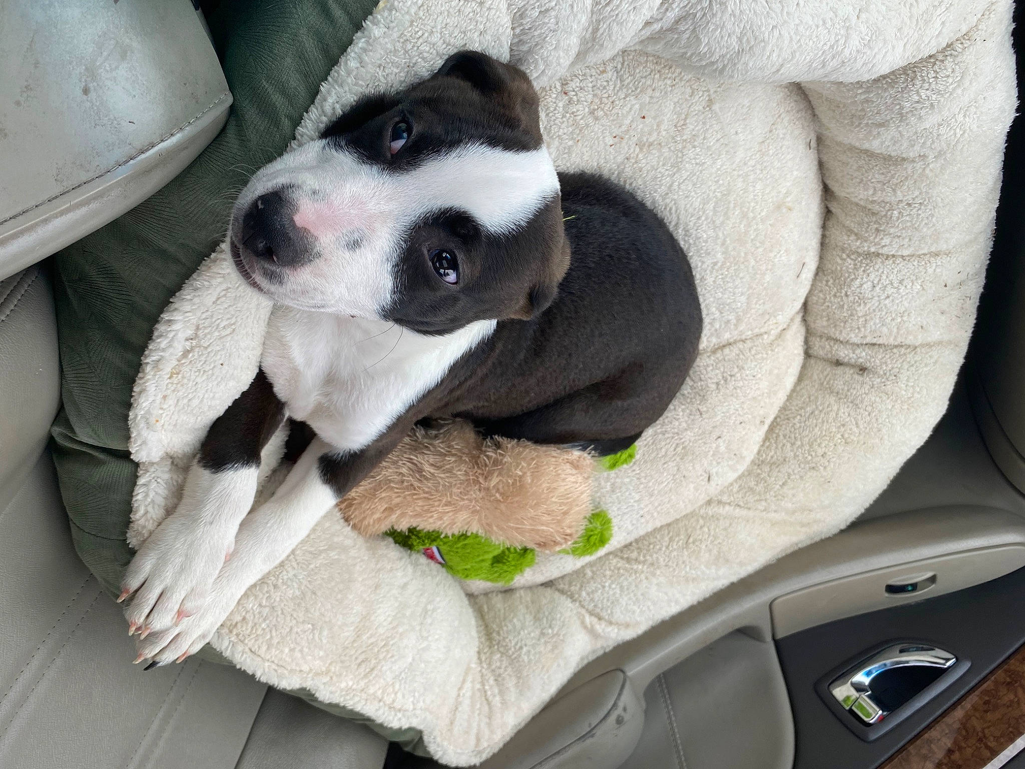 Dexter is registered to the contest to win money with this photo: auto_part, automotive_mirror, boston_terrier, car, car_seat, car_seat_cover, carnivore, comfort, companion_dog, dog, dog_breed, dog_supply, family_car, grey, head_restraint, personal_luxury_car, steering_wheel, vehicle, vehicle_door, white