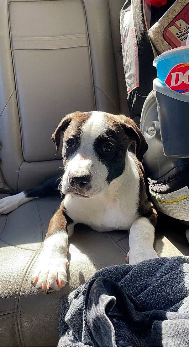 Dexter is registered to the contest to win money with this photo: carnivore, collar, companion_dog, dog, dog_breed, dog_collar, fur, guard_dog, leash, logo, vehicle, whiskers, working_animal, working_dog