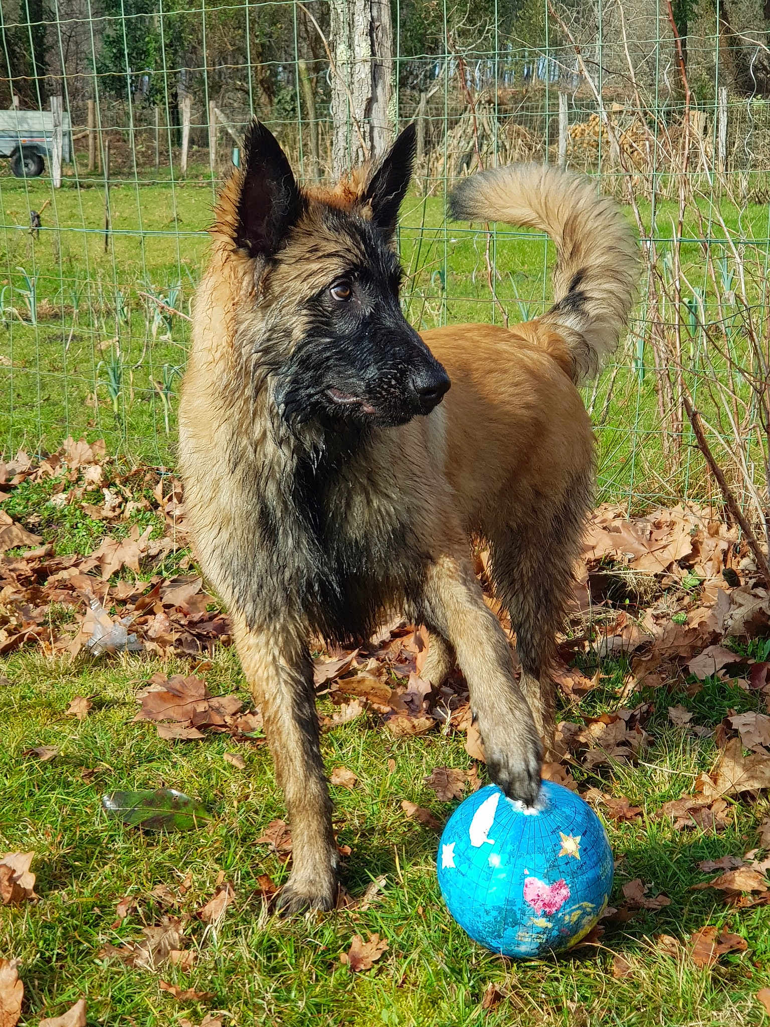 Ryder