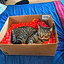 Amazon joined the competition — help win amazing prizes! cat, tabby, cardboard_box, blanket, bed, blue_bedspread, red_blanket, striped, pet, indoor, relaxed, animal, feline, resting, cozy, comfortable, domestic, alert, sleepy, home