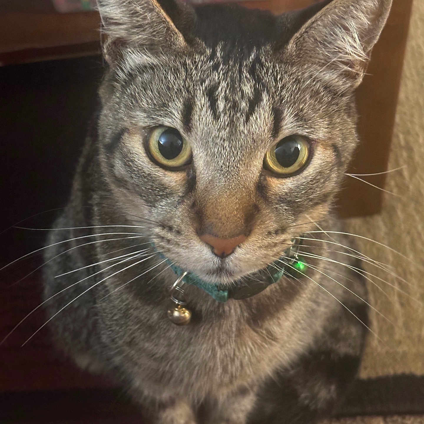 Amazon is registered to the contest to win money with this photo: animal, bell, blanket, carpet, cat, close_up, collar, cozy, curious, domestic, face, feline, fur, indoor, looking, pet, sitting, tabby, whiskers, yellow_eyes