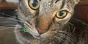 Amazon is registered to the contest to win money with this photo: animal, cat, close_up, curious, domestic_cat, ears, face, feline, fur, green_collar, indoor, looking, nose, pet, portrait, sitting, soft_background, tabby, whiskers, yellow_eyes