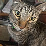 Amazon is registered to the contest to win money with this photo: cat, tabby, close_up, pet, animal, whiskers, yellow_eyes, green_collar, indoor, curious, feline, fur, face, ears, nose, portrait, domestic_cat, looking, sitting, soft_background