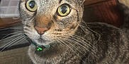 Amazon is registered to the contest to win money with this photo: cat, tabby, pet, animal, close_up, indoor, curious, collar, whiskers, eyes, fur, sitting, floor, carpet, storage_box, container, domestic, cute, looking_up, bell