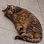 cat, tabby, fluffy, sleeping, relaxed, paws, fur, indoor, floor, tile, pet, animal, cute, cozy, resting, whiskers, tail, domestic, mammal, lazy