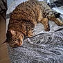 cat, tabby, bed, blanket, pattern, fur, animal, pet, indoor, resting, cute, cozy, whiskers, ears, paw, sleepy, domestic, feline, relaxed, laying