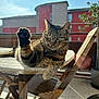 cat, tabby, paw, wooden_table, outdoor, sunlight, window, glass, furniture, relaxed, pet, animal, balcony, plant, red_building, daytime, whiskers, ears, floor, chair