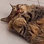 cat, tabby_cat, lying_down, floor, tile_floor, pet, animal, feline, blurred, close_up, sleeping, resting, domestic_animal, whiskers, fur, paw, indoor, cute, relaxed, mammal