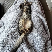 Nenette a rejoint le concours — aidez-le/la à gagner de superbes lots ! animal, blanket, cat, comfort, cozy, cute, feline, fluffy, fur, indoor, kitten, paws, pet, relaxed, resting, sleeping, soft, tabby, tail, texture
