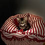 Nenette participe au concours pour gagner de l'argent avec cette photo : animal, cat, cozy, curious, cute, domestic_animal, feline, fluffy_bed, focused, indoor, kitten, pet, pom_poms, portrait, red_and_white, sitting, soft_texture, striped_blanket, warm_lighting, young_cat