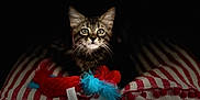 Nenette participe au concours pour gagner de l'argent avec cette photo : animal, blanket, cat, closeup, cozy, cute, eyes, feathers, furry, indoor, kitten, pet, playful, portrait, red, striped, tabby, toy, whiskers, white