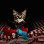 animal, blanket, cat, closeup, cozy, cute, eyes, feathers, furry, indoor, kitten, pet, playful, portrait, red, striped, tabby, toy, whiskers, white