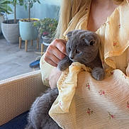 Noisette participe au concours pour gagner de l'argent avec cette photo : kitten, cat, person, hand, yellow_dress, floral_pattern, indoor, plant, potted_plant, furniture, chair, curious, soft_light, cozy, portrait, animal, cute, pet, gray_cat, holding
