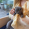 kitten, cat, person, hand, yellow_dress, floral_pattern, indoor, plant, potted_plant, furniture, chair, curious, soft_light, cozy, portrait, animal, cute, pet, gray_cat, holding