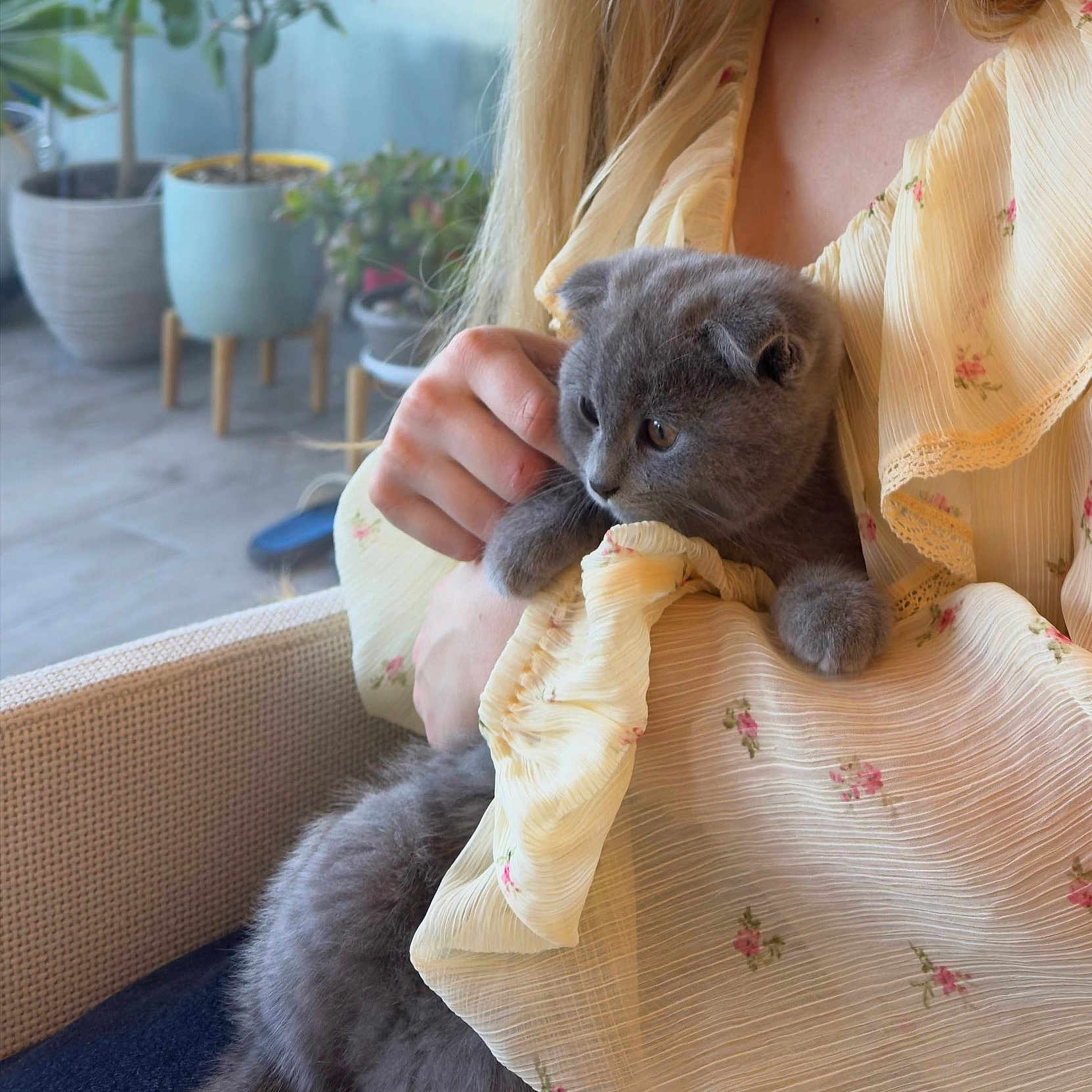 Noisette participe au concours pour gagner de l'argent avec cette photo : kitten, cat, person, hand, yellow_dress, floral_pattern, indoor, plant, potted_plant, furniture, chair, curious, soft_light, cozy, portrait, animal, cute, pet, gray_cat, holding