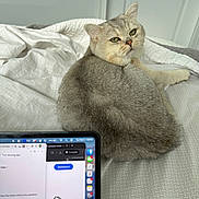 Enzo joined the competition — help win amazing prizes! cat, pet, bed, blanket, laptop, tablet, screen, fur, green_eyes, looking_back, indoor, cozy, door, white_bedding, gray_fur, relaxed, technology, gaze, portrait, home