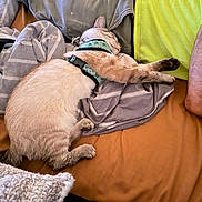 Smokey joined the competition — help win amazing prizes! cat, sleeping, harness, bed, blanket, pillow, feline, resting, indoor, cozy, pet, animal, cute, fur, whiskers, domestic, relaxing, paw, human_foot, fabric