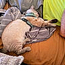 animal, bed, blanket, cat, cozy, cute, domestic, fabric, feline, fur, harness, human_foot, indoor, paw, pet, pillow, relaxing, resting, sleeping, whiskers