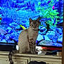 Smokey joined the competition — help win amazing prizes! cat, fish, aquarium, tv_screen, feline, indoor, furniture, dressed, vintage, decor, pet, domestic_animal, curious, tail, colorful, rocks, plants, water, background, animal