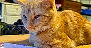 Cali is registered to the contest to win money with this photo: blurred_background, cat, christmas_tree, closeup, decorations, domestic_animal, ears, fur, furniture, handwriting, indoor, living_room, notebook, orange_tabby, people_on_tv, pet, relaxed, table, television, whiskers