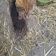 Mr Tom is registered to the contest to win money with this photo: cat, orange_tabby, straw, food_bowl, empty_bowl, dry_food, outdoor, ground, curious, pet, animal, farmyard, rustic, domestic_cat, top_view, daylight, nature, feline, sniffing, closeup