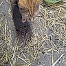cat, orange_tabby, straw, food_bowl, empty_bowl, dry_food, outdoor, ground, curious, pet, animal, farmyard, rustic, domestic_cat, top_view, daylight, nature, feline, sniffing, closeup
