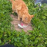 cat, orange_cat, grass, greenery, wildflowers, can, cat_food, wheelbarrow, outdoor, nature, pet, animal, eating, snack, fur, tail, ground, daylight, garden, rustic
