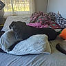 Echo is registered to the contest to win money with this photo: dog, cat, bed, pillow, blanket, plush_toy, carrot, window, curtains, indoor, pet, resting, furniture, sunlight, cozy, animal, fur, sleeping, home, relaxing