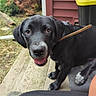 Echo is registered to the contest to win money with this photo: puppy, dog, black_dog, outdoor, wooden_porch, stick, playful, pet, animal, canine, young_dog, white_markings, happy, tongue_out, closeup, sidewalk, trash_bin, nature, background, sitting