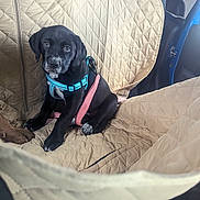 Echo joined the competition — help win amazing prizes! puppy, dog, black_dog, harness, leash, car_seat, car_interior, quilted_cover, pet, young_dog, sitting, cute, animal, indoor, transport, vehicle, seat_cover, looking_up, adorable, companion