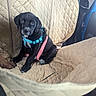 puppy, dog, black_dog, harness, leash, car_seat, car_interior, quilted_cover, pet, young_dog, sitting, cute, animal, indoor, transport, vehicle, seat_cover, looking_up, adorable, companion