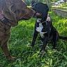 dog, brown_dog, black_dog, grass, outdoor, nature, tree, collar, pet, animal, playful, sunlight, greenery, grass_field, canine, park, daylight, friendship, pets, muzzle