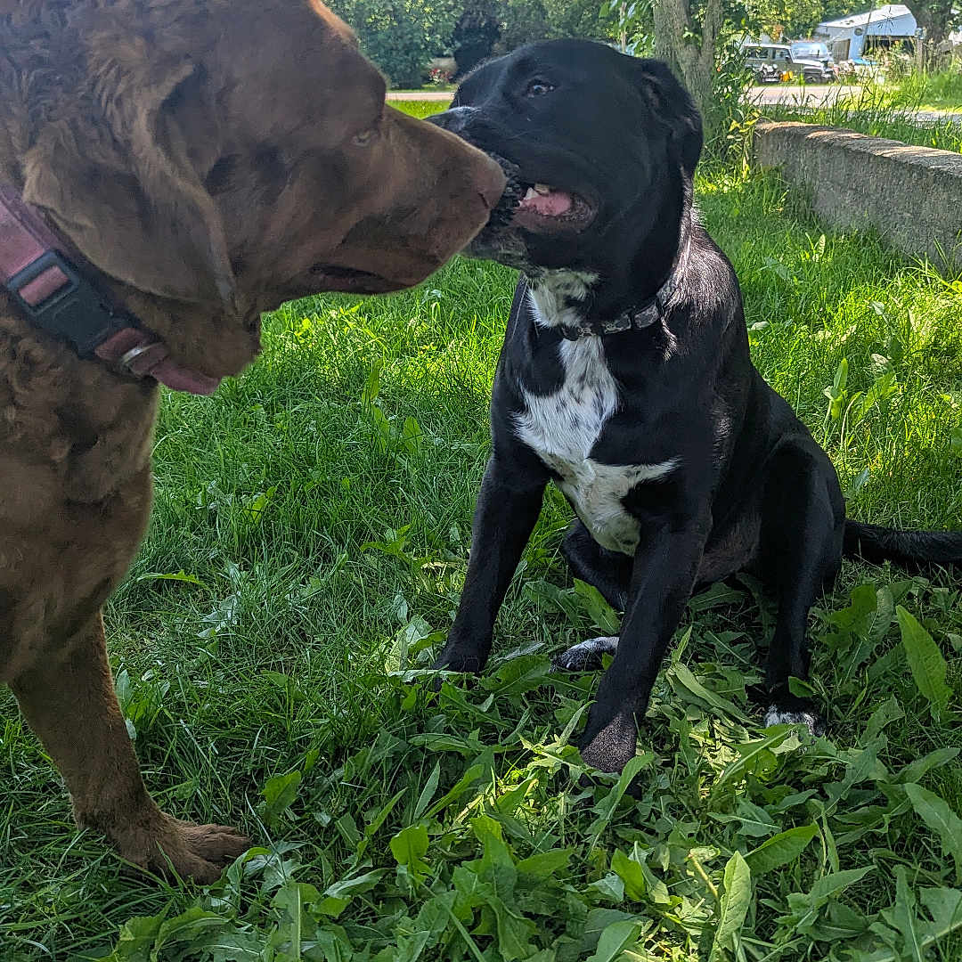 Echo is registered to the contest to win money with this photo: dog, brown_dog, black_dog, grass, outdoor, nature, tree, collar, pet, animal, playful, sunlight, greenery, grass_field, canine, park, daylight, friendship, pets, muzzle