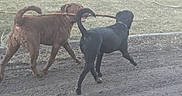 Echo is registered to the contest to win money with this photo: dog, brown_dog, black_dog, stick, muddy_path, grass, outdoor, playing, animal, pet, canine, tail, walking, nature, daylight, two_dogs, companions, fun, active, park