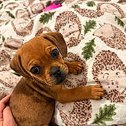 Maple joined the competition — help win amazing prizes! puppy, dog, brown, cute, blanket, hedgehog_pattern, hand, cozy, pet, animal, fur, small, young, indoor, comfort, nurture, looking_up, soft, bed, resting