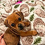 animal, bed, blanket, brown, comfort, cozy, cute, dog, fur, hand, hedgehog_pattern, indoor, looking_up, nurture, pet, puppy, resting, small, soft, young