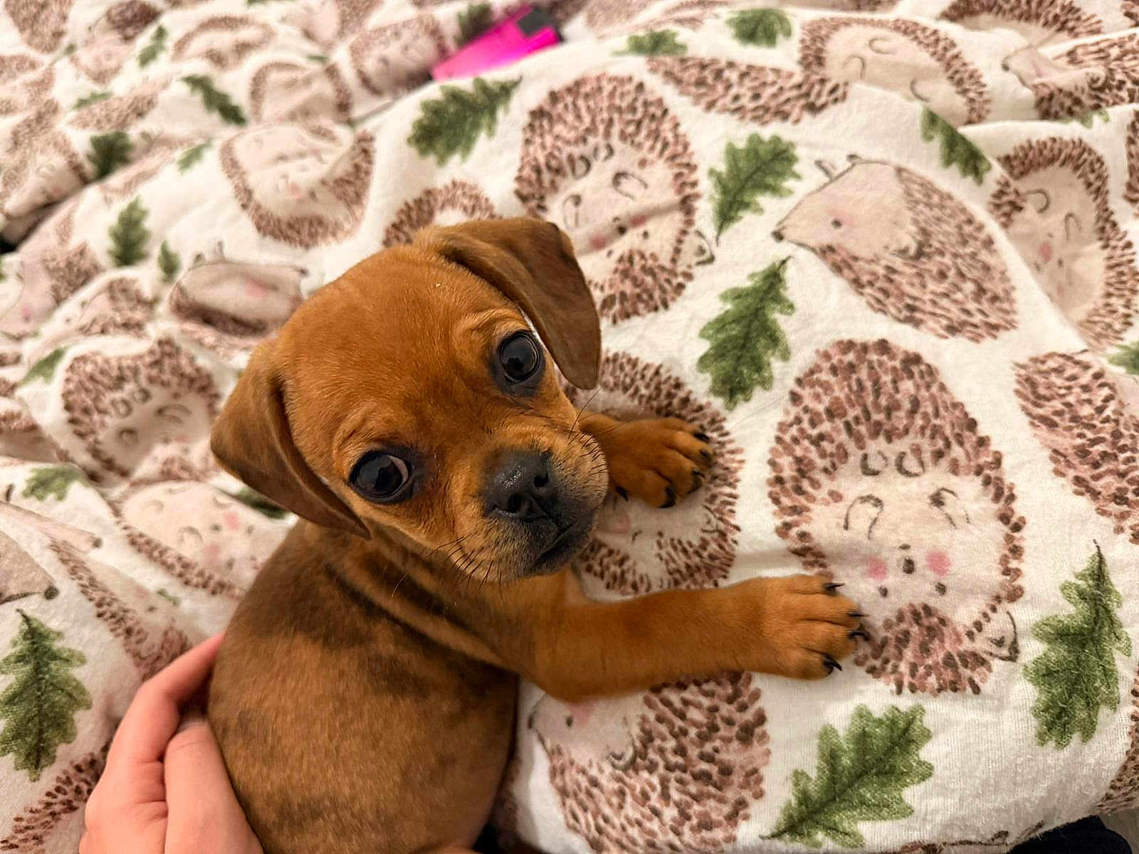 Maple joined the competition — help win amazing prizes! puppy, dog, brown, cute, blanket, hedgehog_pattern, hand, cozy, pet, animal, fur, small, young, indoor, comfort, nurture, looking_up, soft, bed, resting
