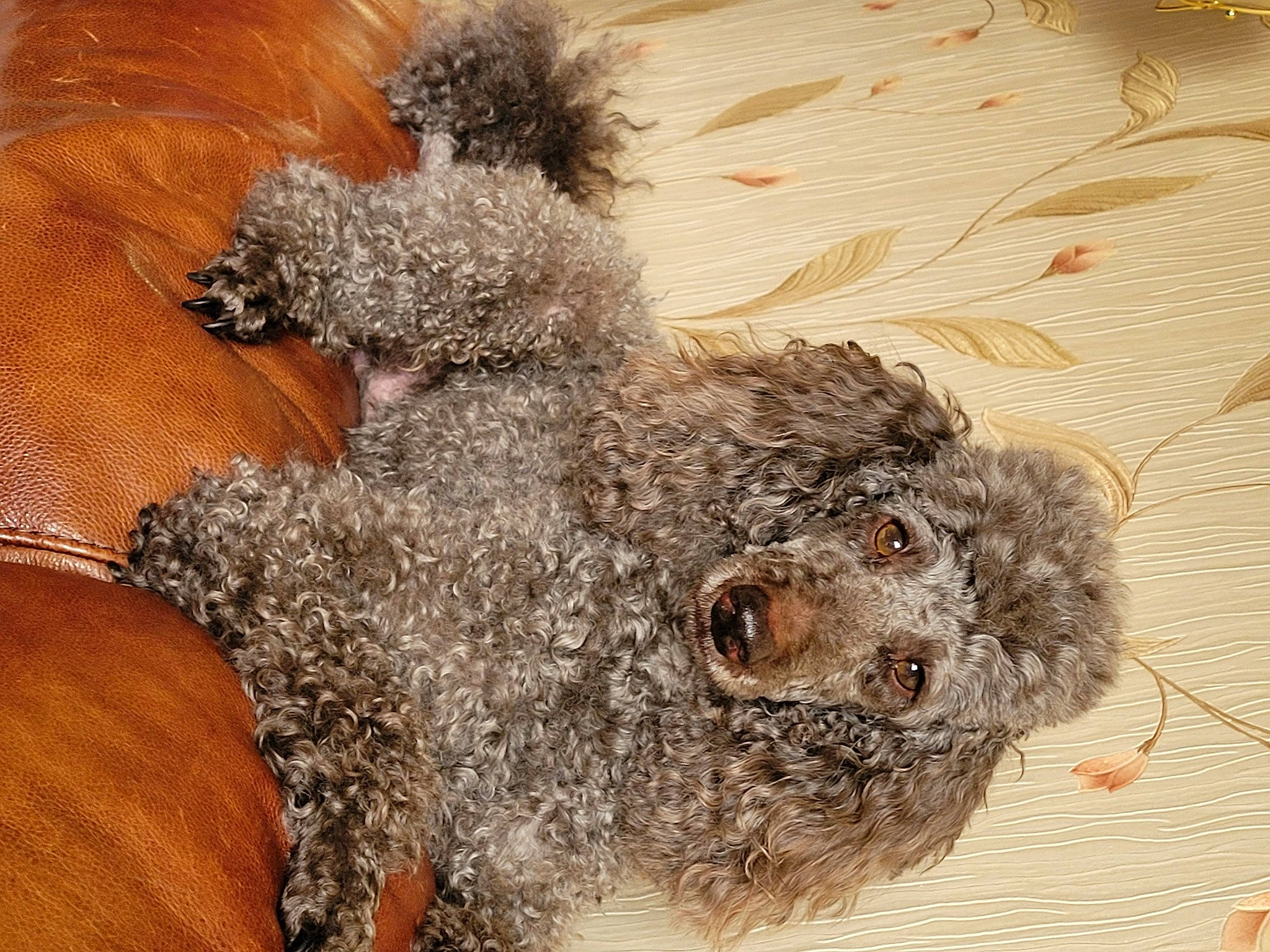 Simba joined the competition — help win amazing prizes! art, canidae, carnivore, companion_dog, dog, dog_breed, fawn, fur, natural_material, snout, sporting_group, stuffed_toy, teddy_bear, terrestrial_animal, terrier, toy, toy_dog, water_dog, wood, working_animal