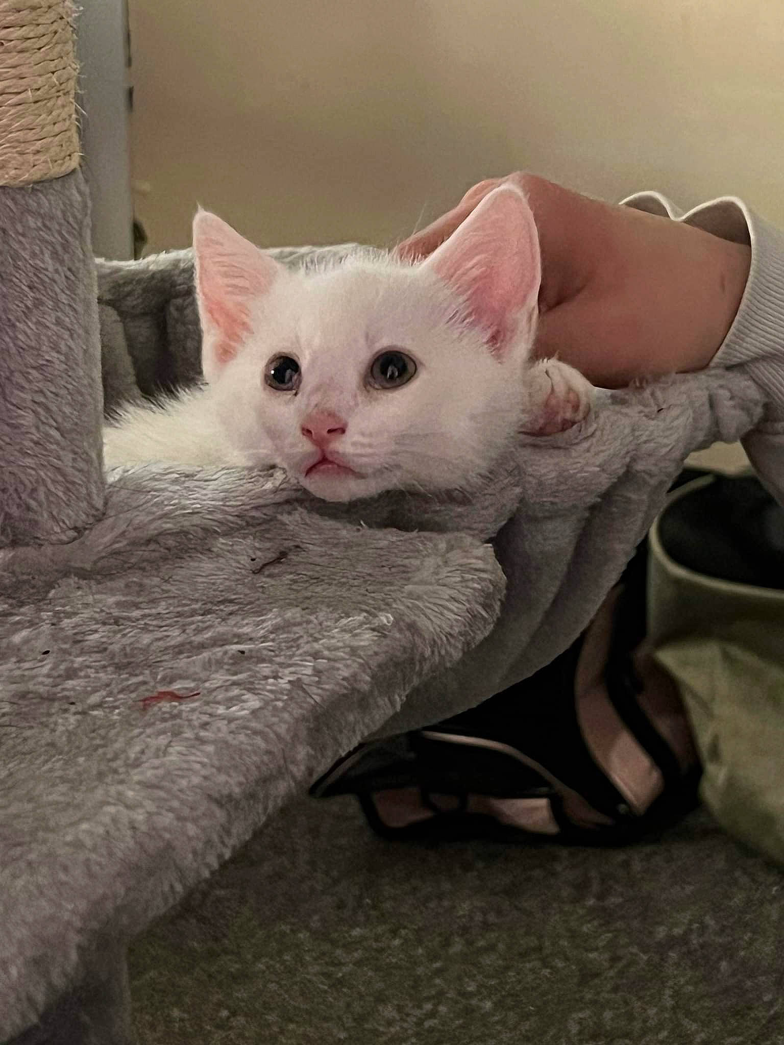 Monty joined the competition — help win amazing prizes! carnivore, cat, chair, claw, comfort, domestic_short_haired_cat, ear, eye, eyelash, fawn, felidae, foot, fur, head, paw, sitting, small_to_medium_sized_cats, snout, tail, whiskers