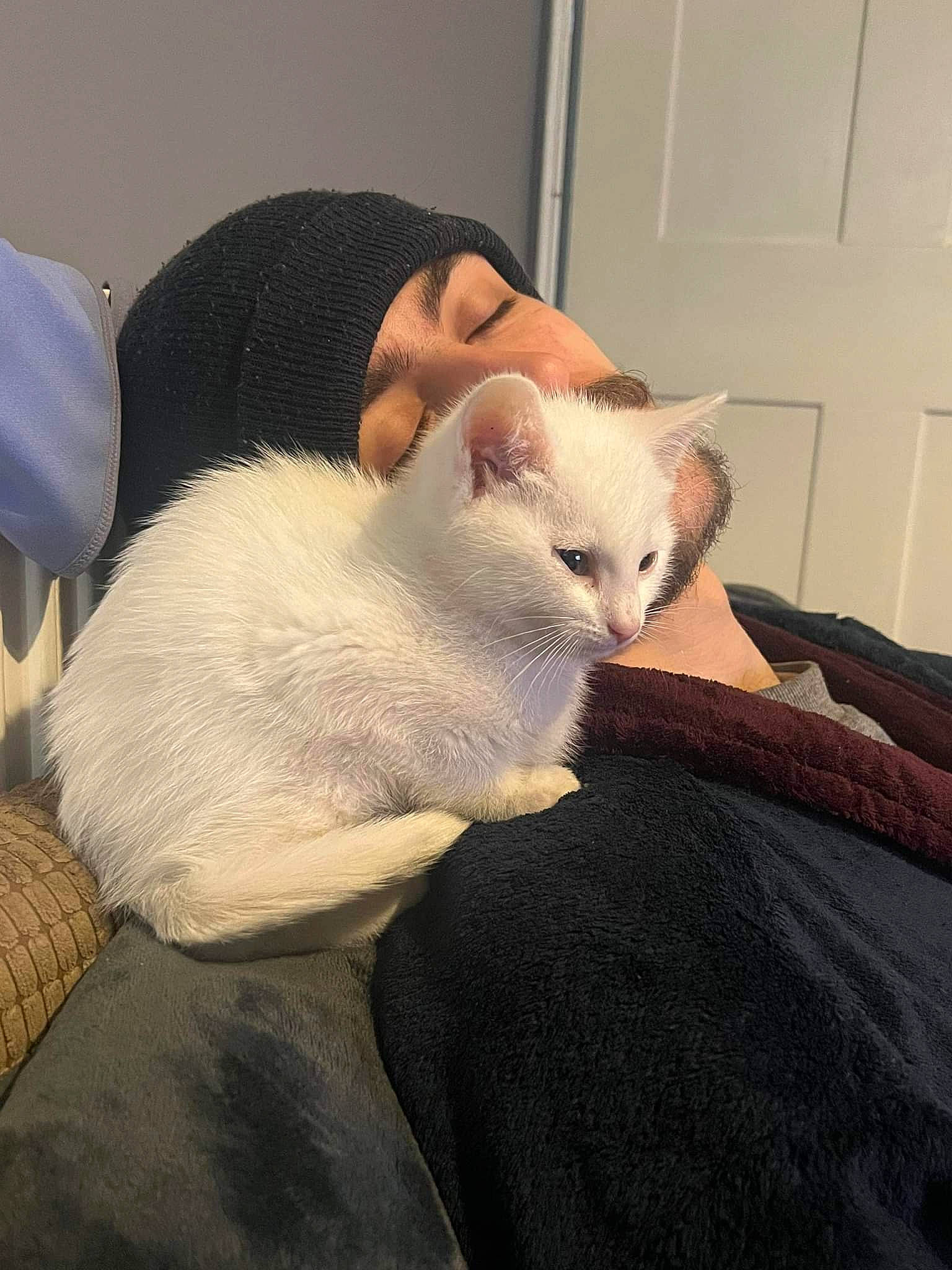 Monty is registered to the contest to win money with this photo: arm, bed, carnivore, cat, comfort, domestic_short_haired_cat, door, ear, eye, fawn, felidae, fur, lap, leg, paw, small_to_medium_sized_cats, snout, tail, textile, whiskers