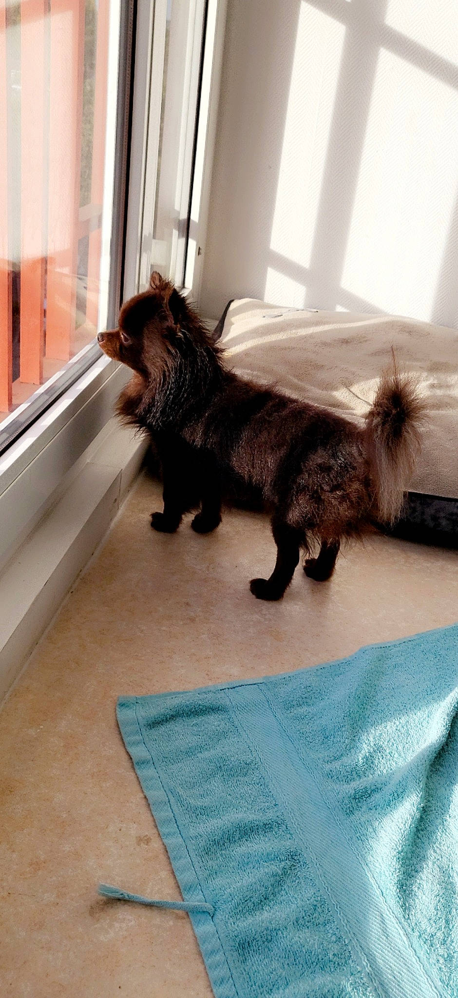 Yuuki a rejoint le concours — aidez-le/la à gagner de superbes lots ! canidae, carnivore, claw, companion_dog, dog, dog_breed, felidae, flooring, fur, liver, metal, room, small_to_medium_sized_cats, snout, sporting_group, tail, terrestrial_animal, whiskers, window, wood