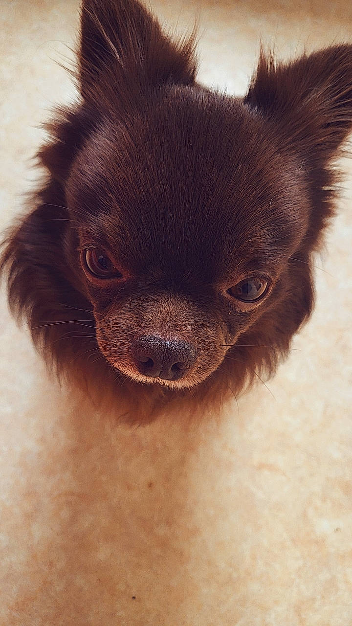 Yuuki participe au concours pour gagner de l'argent avec cette photo : canidae, carnivore, close_up, companion_dog, corgi_chihuahua, dog, dog_breed, ear, fawn, fur, liver, non_sporting_group, puppy, snout, sporting_group, terrestrial_animal, toy_dog, whiskers, working_animal