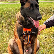 Anthrax participe au concours pour gagner de l'argent avec cette photo : animal, belgian_malinois, black_fur, brown_fur, canine, daylight, dog, field, grass, happy, harness, leash, nature, outdoor, panting, person_hand, pet, sitting, tongue_out, tree_stump