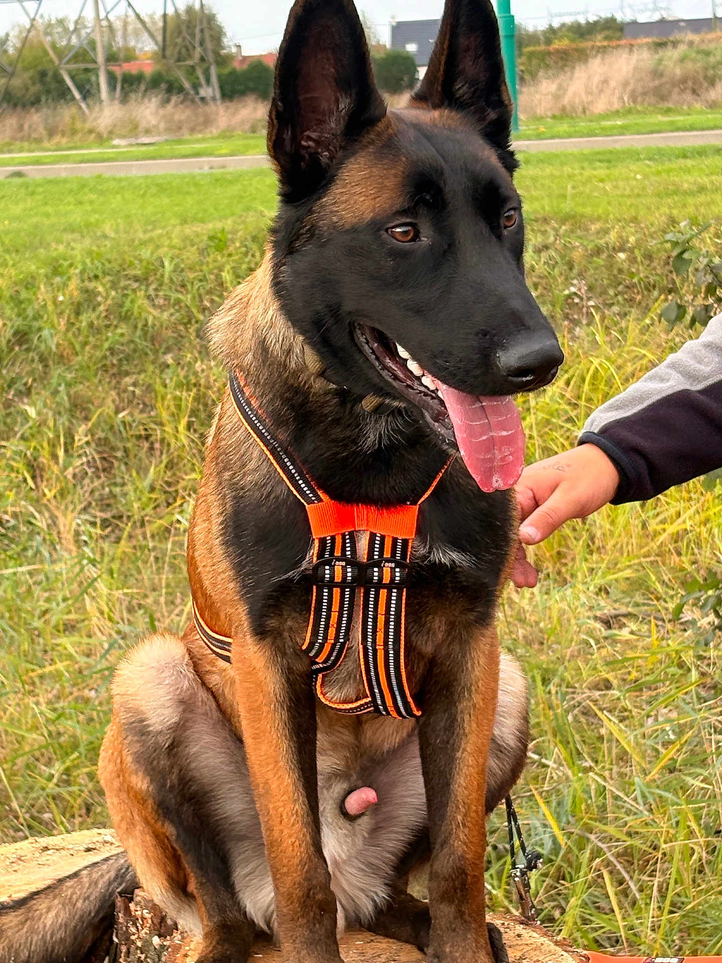 Anthrax participe au concours pour gagner de l'argent avec cette photo : animal, belgian_malinois, black_fur, brown_fur, canine, daylight, dog, field, grass, happy, harness, leash, nature, outdoor, panting, person_hand, pet, sitting, tongue_out, tree_stump