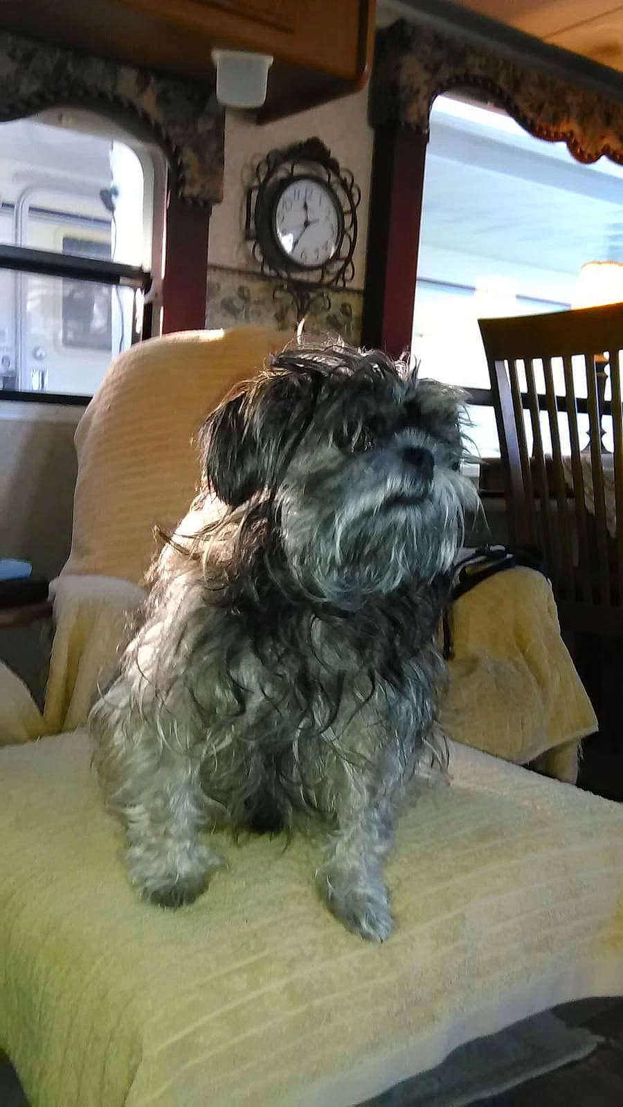 Chloe a rejoint le concours — aidez-le/la à gagner de superbes lots ! carnivore, clock, cloud, companion_dog, dog, dog_breed, fur, liver, non_sporting_group, schnauzer, sky, small_terrier, snout, sporting_group, tail, terrier, toy_dog, water_dog, window