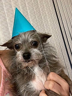 Chloe a rejoint le concours — aidez-le/la à gagner de superbes lots ! canidae, carnivore, companion_dog, dog, dog_breed, dog_supply, fawn, fur, party_hat, small_terrier, snout, terrestrial_animal, toy_dog, whiskers, wood, working_animal