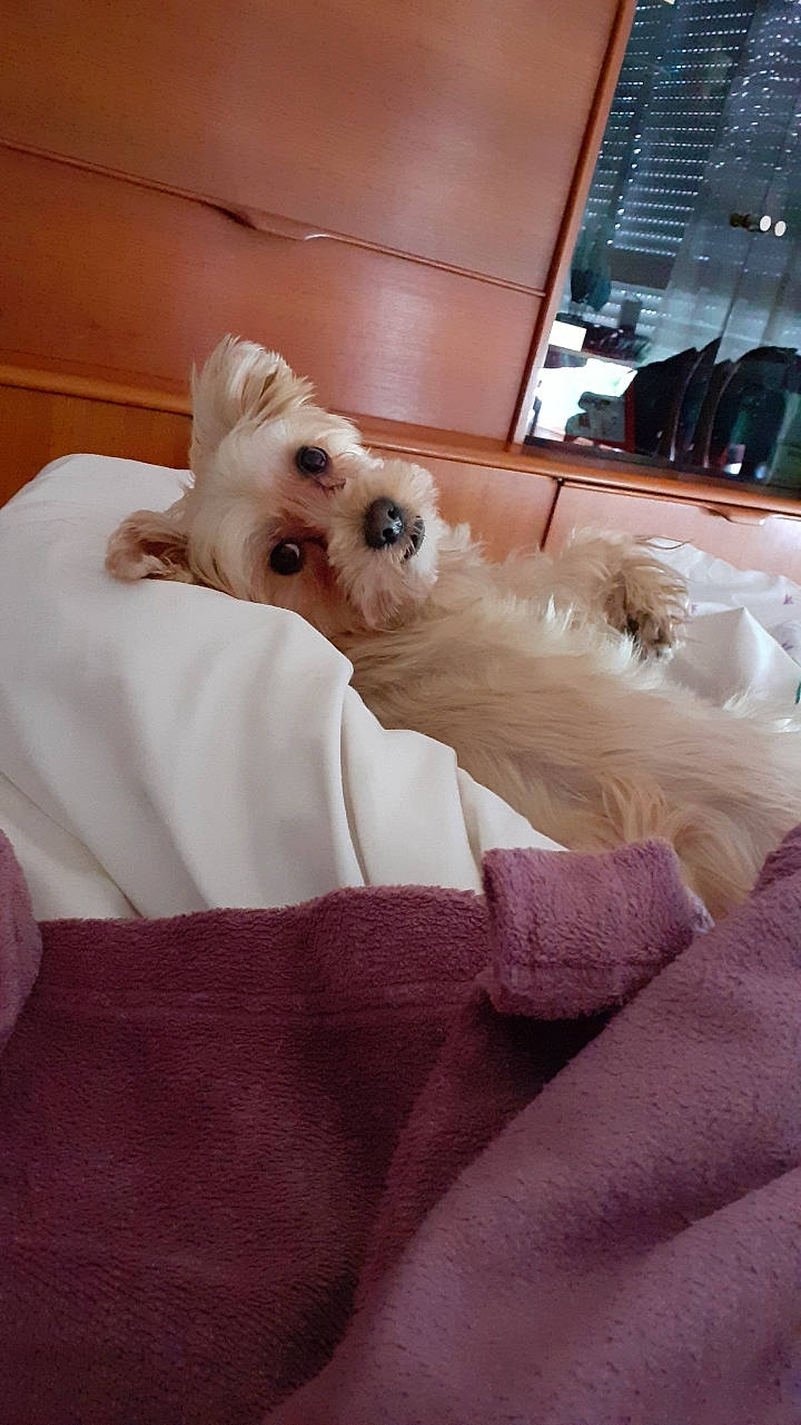 Chloe a rejoint le concours — aidez-le/la à gagner de superbes lots ! bed, canidae, carnivore, comfort, companion_dog, couch, dog, dog_breed, ear, fawn, felidae, flooring, fur, linens, small_to_medium_sized_cats, snout, sporting_group, toy, toy_dog, whiskers