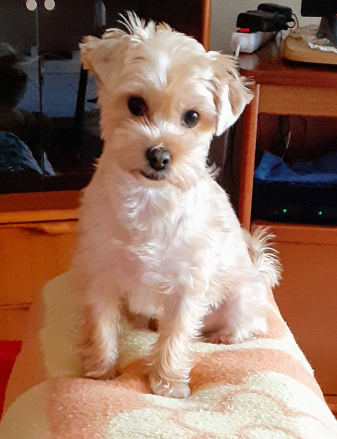 Chloe participe au concours pour gagner de l'argent avec cette photo : canidae, carnivore, companion_dog, dog, dog_breed, dog_supply, fur, maltepoo, non_sporting_group, small_terrier, snout, sporting_group, terrier, toy_dog, working_animal, yorkipoo