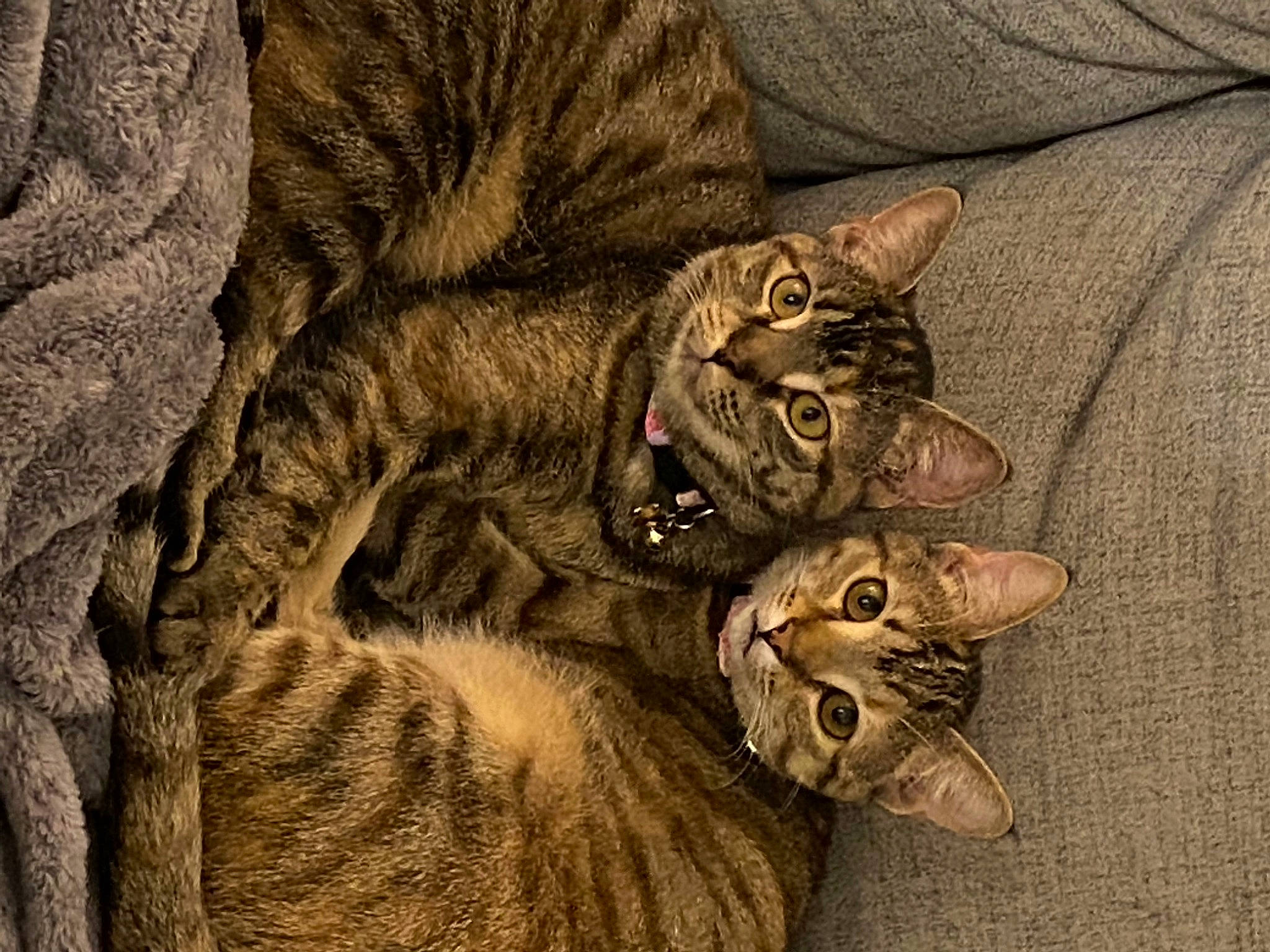 Kat joined the competition — help win amazing prizes! carnivore, cat, comfort, domestic_short_haired_cat, felidae, fur, pattern, paw, small_to_medium_sized_cats, snout, tail, terrestrial_animal, whiskers, wildlife, wood