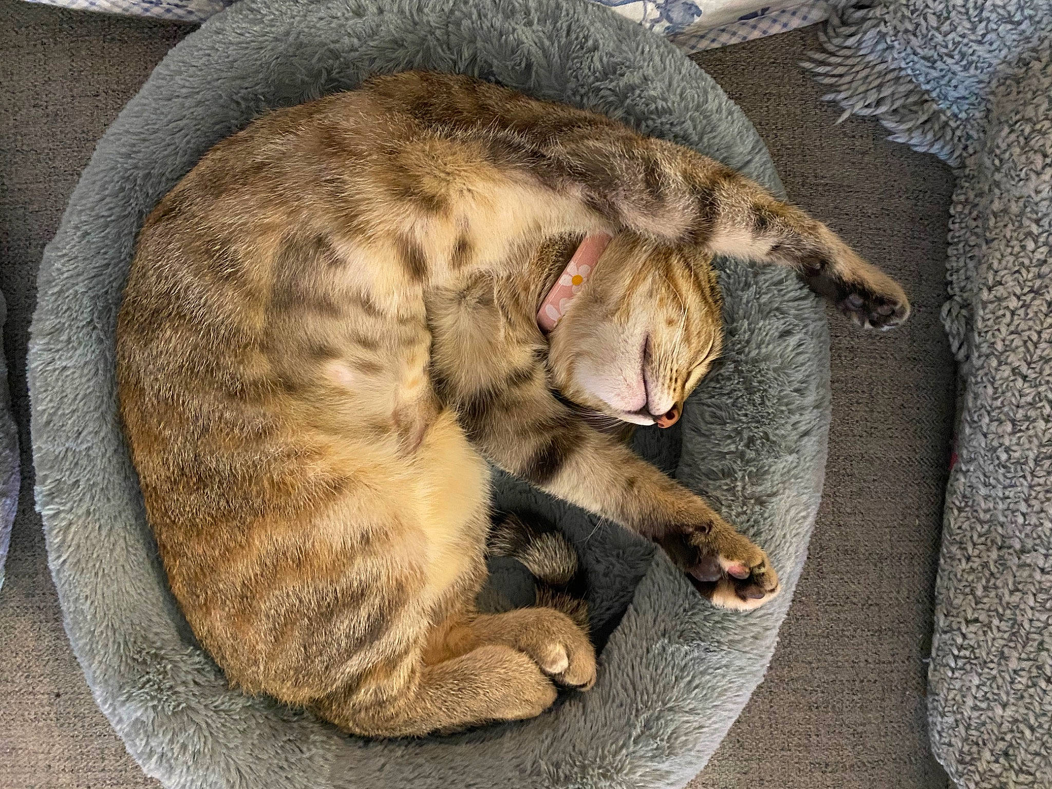 Kat joined the competition — help win amazing prizes! carnivore, cat, comfort, domestic_short_haired_cat, felidae, fur, nap, paw, sleep, small_to_medium_sized_cats, snout, tail, terrestrial_animal, whiskers